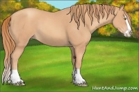 Horse Color:Gold Champagne Splash Rabicano 