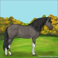 Horse Color:Grullo Sabino Tobiano 