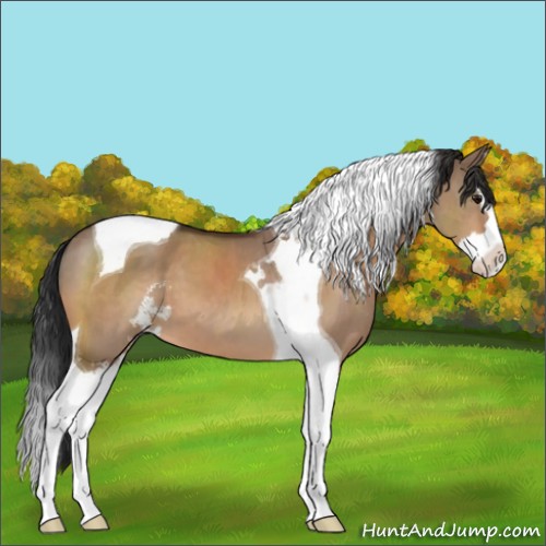 Horse Color:Bay Dun Sabino Splash Tobiano 