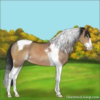 Horse Color:Bay Dun Sabino Splash Tobiano 