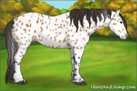 Horse Color:Bay Appaloosa