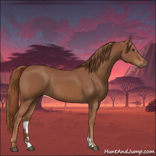 Horse Color:Chestnut 