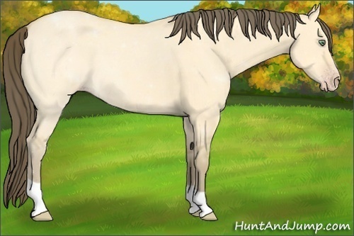 Horse Color:Amber Cream Champagne Dun 