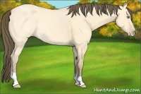 Horse Color:Amber Cream Champagne Dun