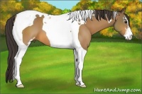 Horse Color:Buckskin Sabino Tobiano
