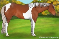 Horse Color:Silver Bay Tobiano