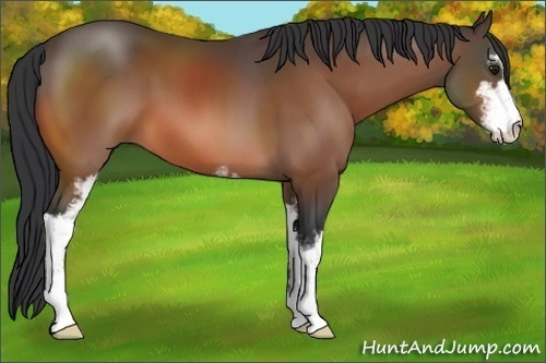 Horse Color:Bay Sabino 