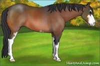 Horse Color:Bay Sabino 