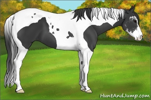 Horse Color:Black Sabino Tobiano 