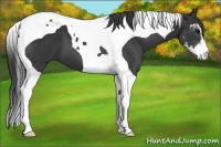 Horse Color:Black Sabino Tobiano 