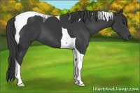 Horse Color:Black Tobiano 