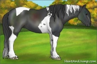 Horse Color:Black Tobiano 