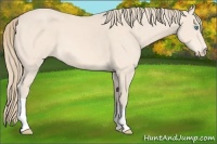 Horse Color:Perlino