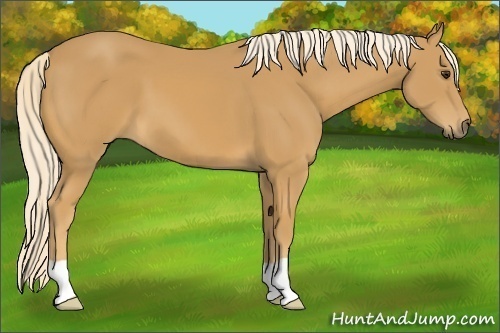 Horse Color:Palomino