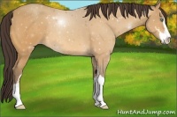 Horse Color:Sable Cream Champagne Sabino 
