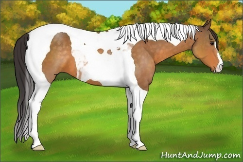 Horse Color:Buckskin Tobiano 