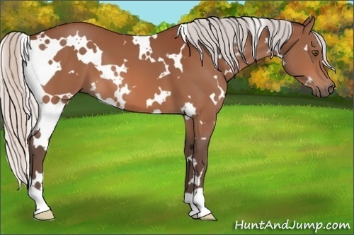 Horse Color:White Spotted Silver Brown