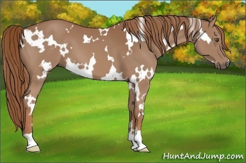 Horse Color:White Spotted Chestnut