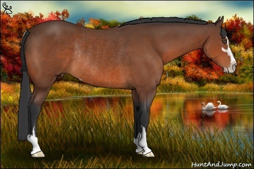 Horse Color:Bay Sabino Rabicano 