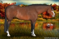 Horse Color:Bay Sabino Rabicano 