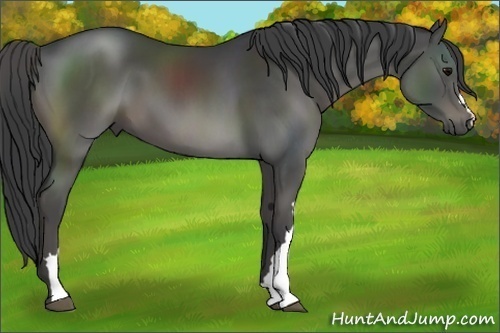 Horse Color:Black 