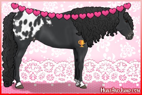 Horse Color:Black Appaloosa 