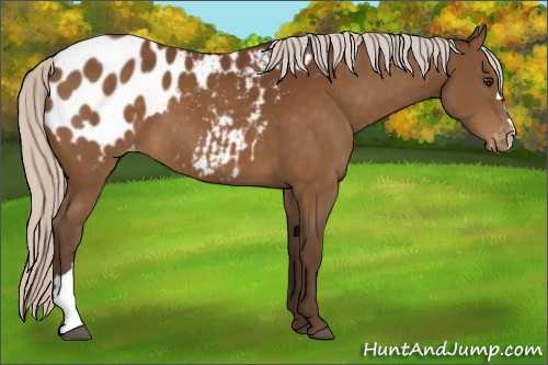 Horse Color:Silver Buckskin Blanket