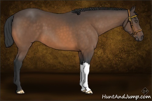 Horse Color:Buckskin 