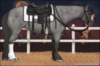 Horse Color:Smoky Blue Roan