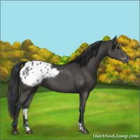 Horse Color:Black Appaloosa 