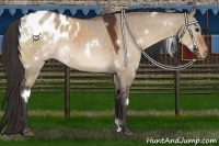 Horse Color:White Spotted Bay Dun Appaloosa 