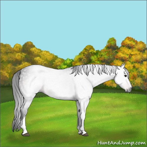 Horse Color:Gray Brown Tobiano
