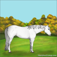 Horse Color:Gray Brown Tobiano 