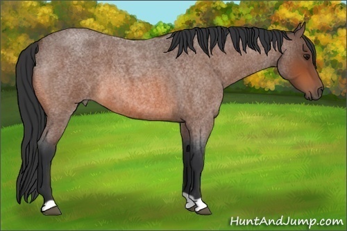 Horse Color:Bay Roan 