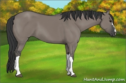 Horse Color:Grullo 
