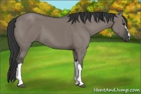 Horse Color:Grullo 