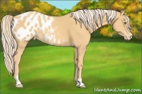 Horse Color:Gold Cream Champagne Sabino Blanket Rabicano 