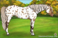Horse Color:White Spotted Silver Buckskin Dun Appaloosa