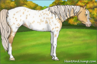 Horse Color:Gray Silver Amber Cream Champagne Roan Dun Splash Tobiano Frame Appaloosa Rabicano 
