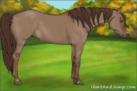 Horse Color:Liver Red Dun 