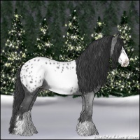 Horse Color:Black Frame Appaloosa Rabicano 