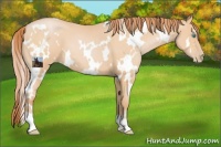 Horse Color:White Spotted Buckskin Pearl 