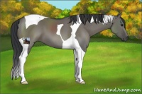 Horse Color:Grullo Tobiano