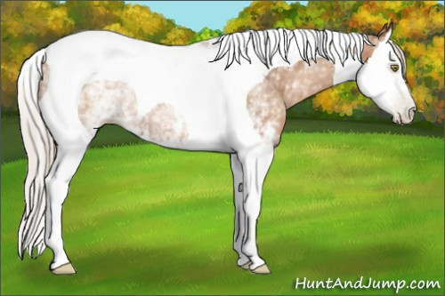Horse Color:Gray White Spotted Silver Brown Ice Pearl Splash Tobiano Rabicano