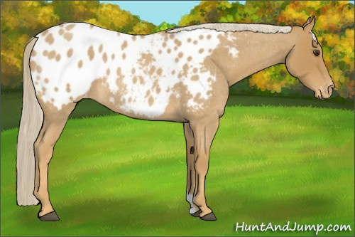 Horse Color:Palomino Roan Blanket