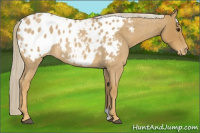 Horse Color:Palomino Roan Blanket