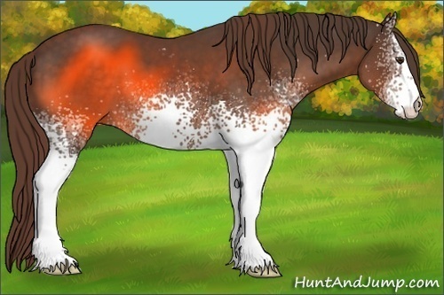 Horse Color:White Spotted Liver Chestnut