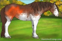Horse Color:White Spotted Liver Chestnut 