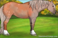 Horse Color:Silver Grullo