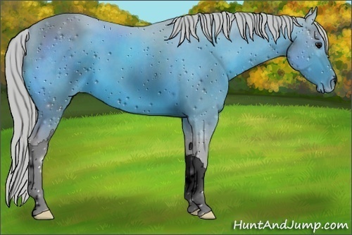 Horse Color:ERROR: UNKNOWN ANOMALY